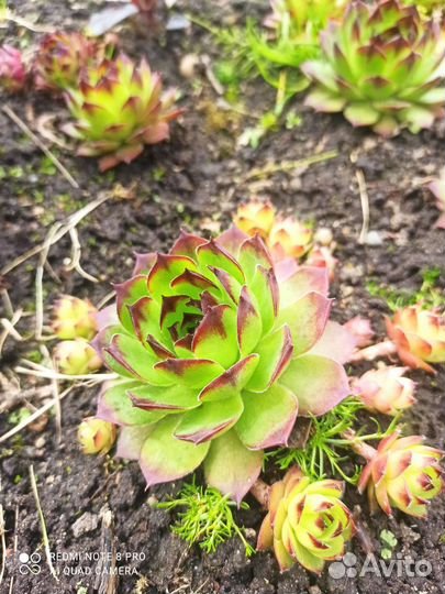 Рассада,цветы