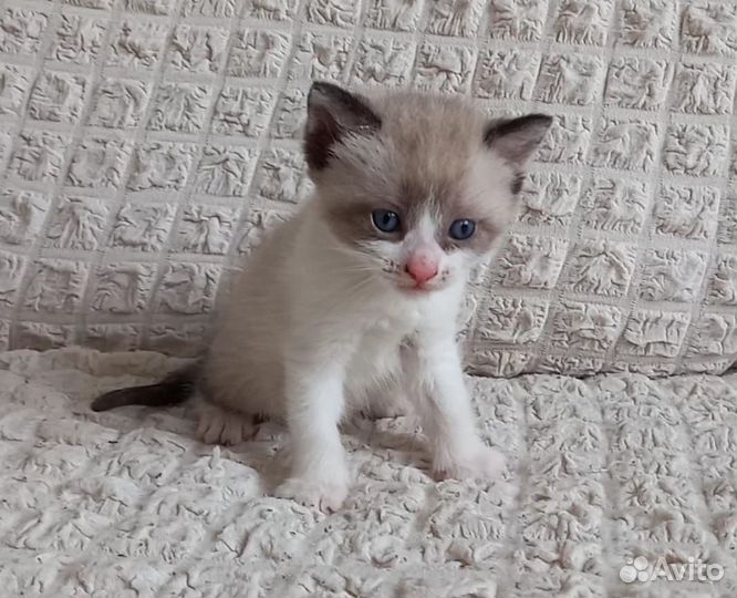 Кошка в дар