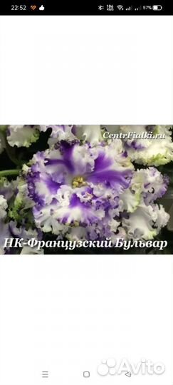 Детки сортовых фиалок