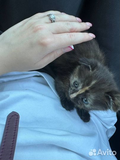 Отдал британских и шотландских котиков