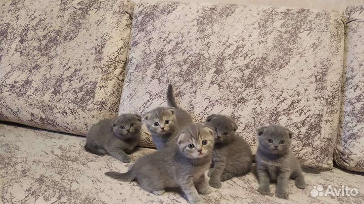 Шотландский кот для вязки