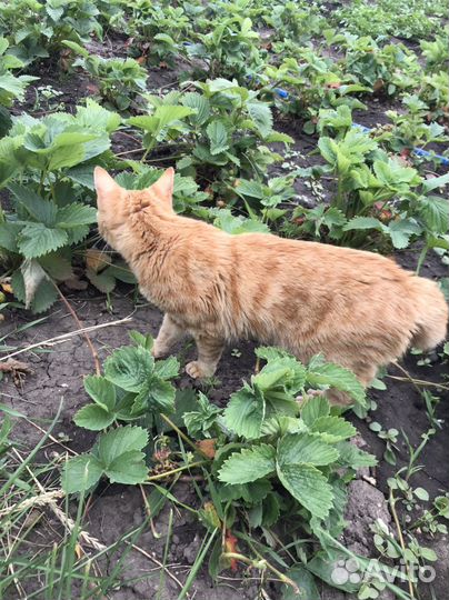 Кошки курильский бобтейл