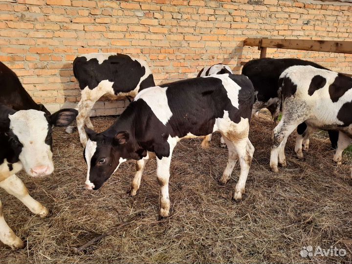 Бычки от 5 месяцев