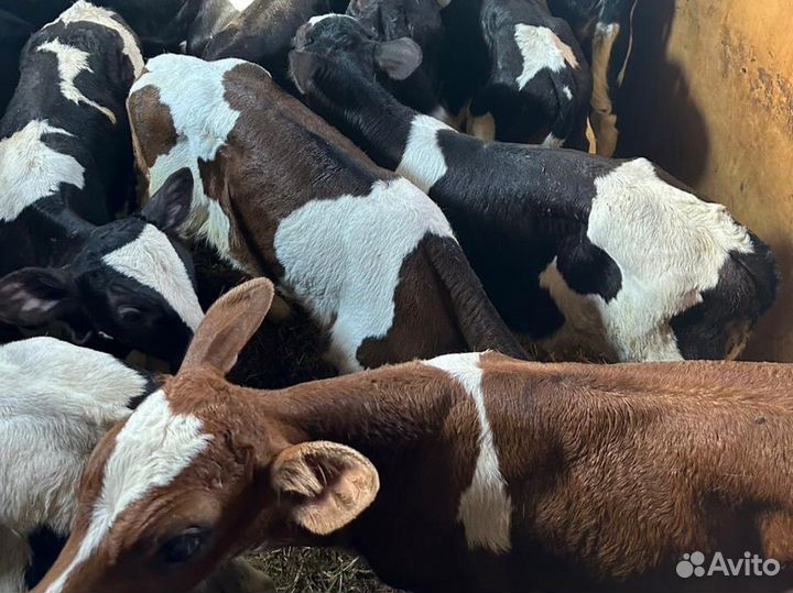 Бычки телята