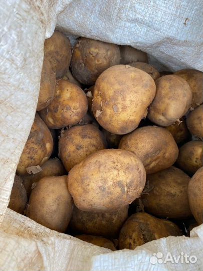 Продам картофель
