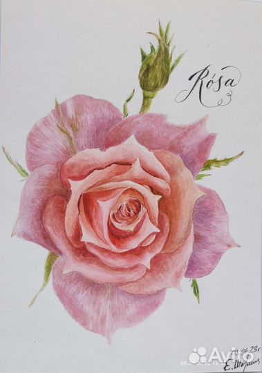 Роза. Рисунок акварелью