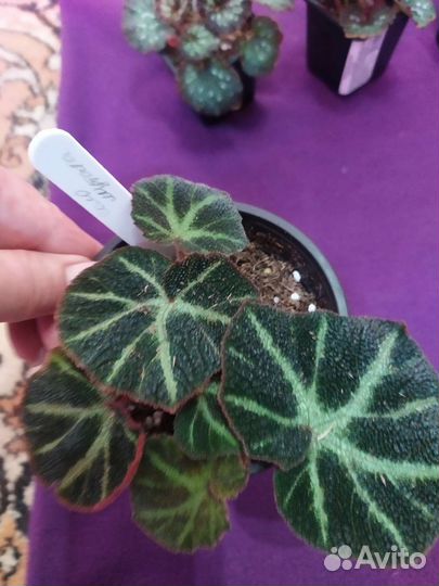 Бегонии сортовые