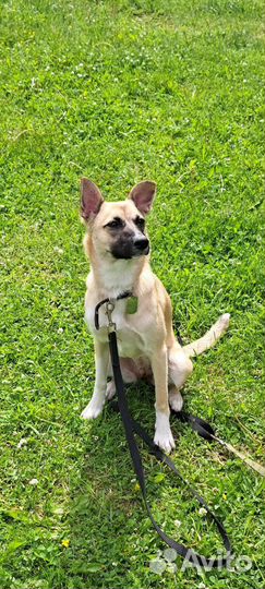 Собака в добрые руки отдам бесплатно