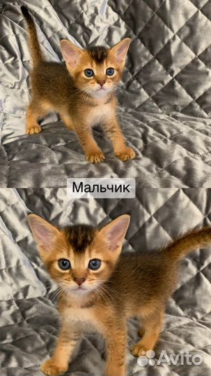 Абиссинская