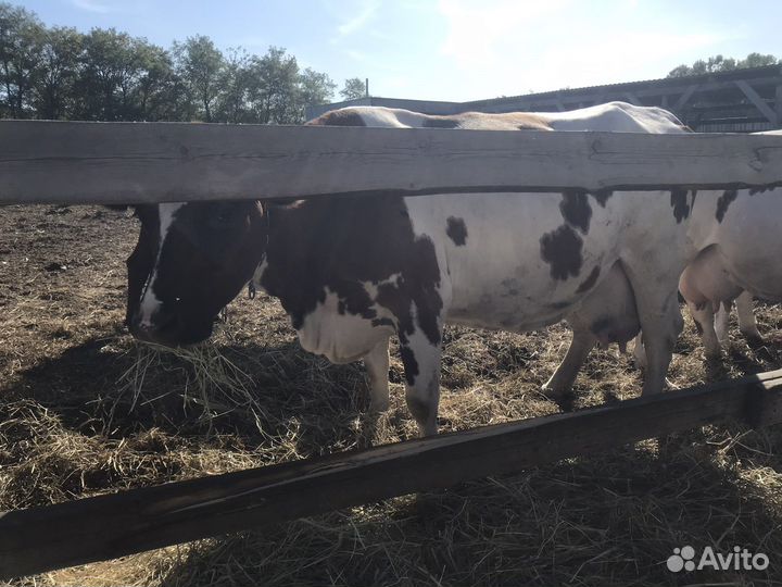 Коровы дойные