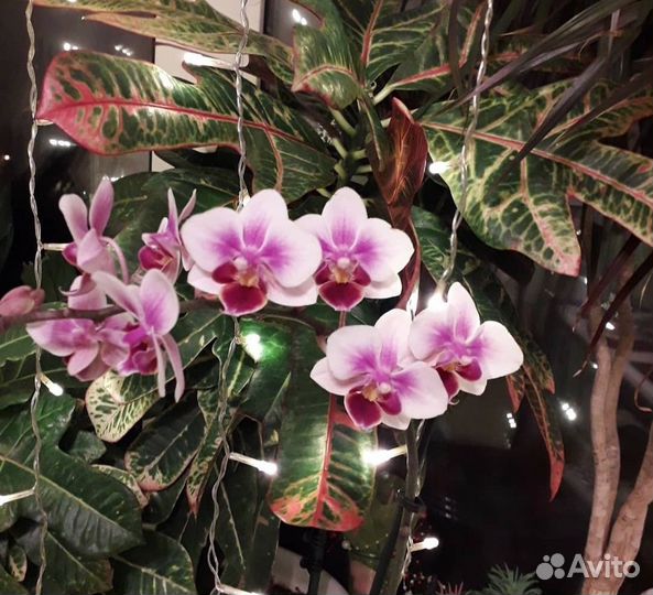 Орхидея фаленопсис