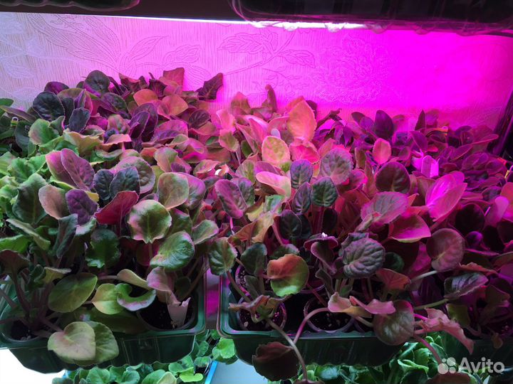 Детки сортовых фиалок