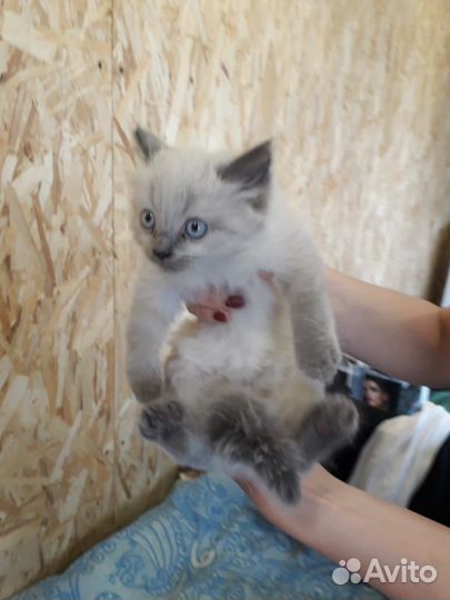 Отдам котенка в добрые руки