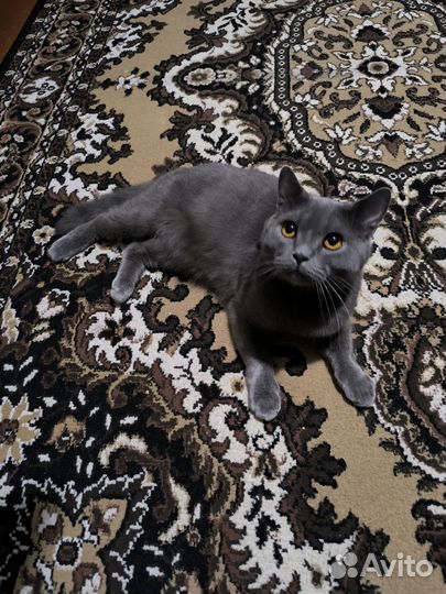 Котик ему годик