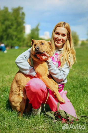 Собака трусишка Тибет приют Некрасовка