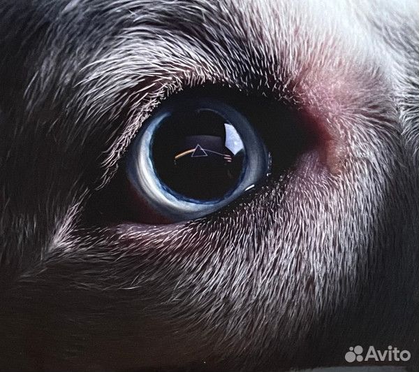 Roger Waters – The Dark Side Of The Moon Redux(CD)