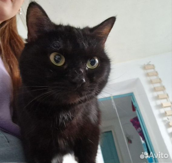 Кошка в дар