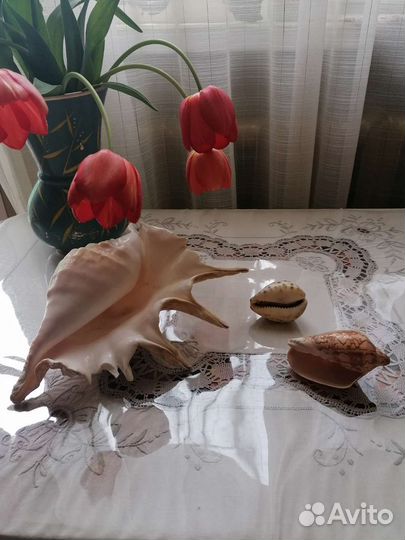 Океанические раковинины