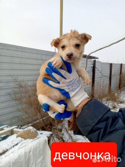 Щенок в добрые руки