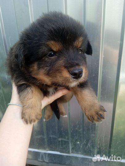 Щенки дворняшки