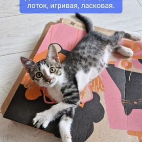 Кошка, котёнок в добрые руки бесплатно в дар