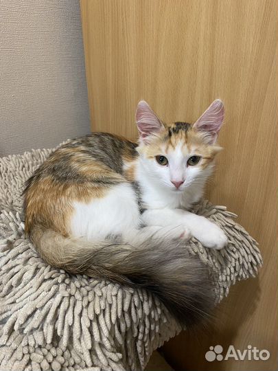 Котенок девочка