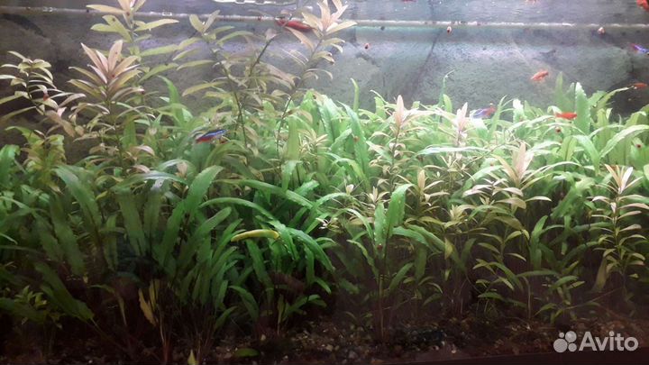 Криптокорина вендта