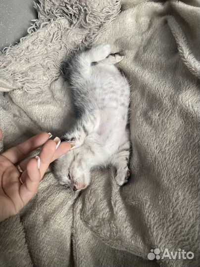 Шотландская вислоухая кошка