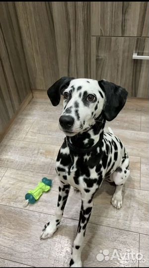 Далматинец