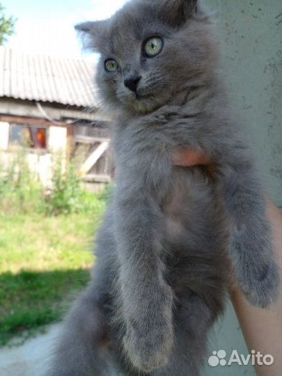 Отдам в добрые руки