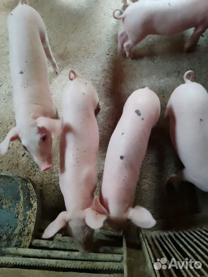 Поросята
