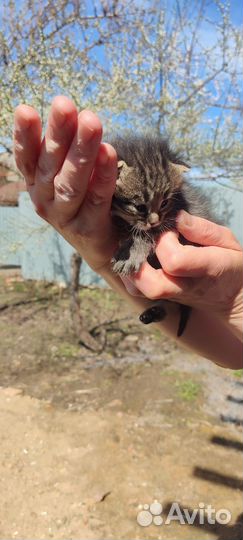 Котята в добрые руки мальчики