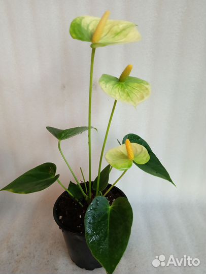 Антуриум Ванилла