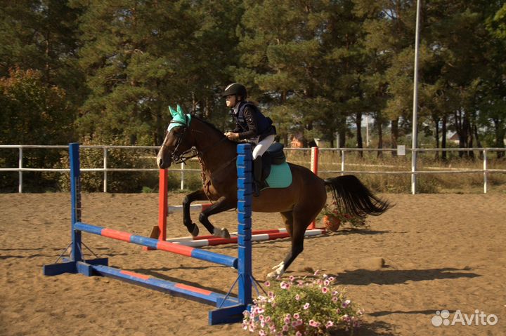 Кобыла пони класс