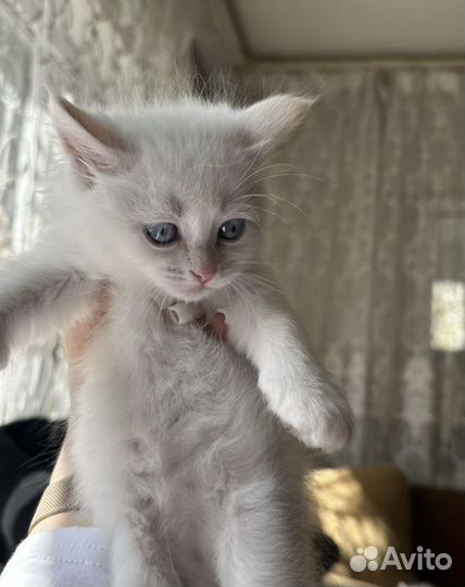 Белый Котенок мальчик