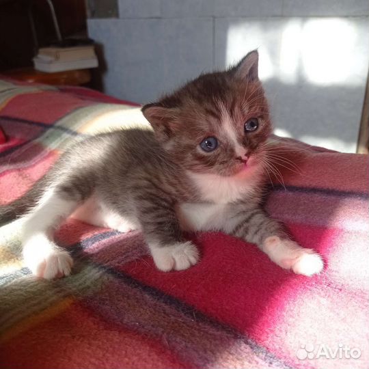 Котята