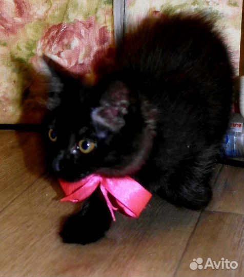 Котёночек в добрые руки