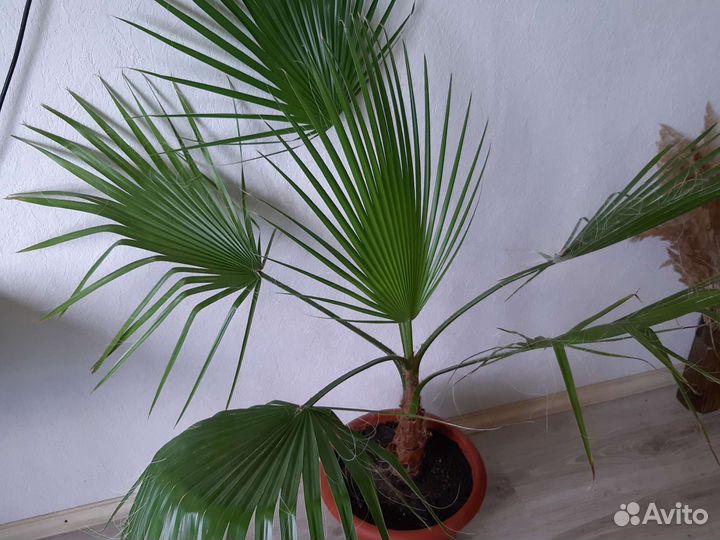 Пальма Вашингтония, взрослое растение