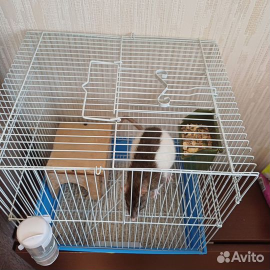 Крыса домашняя