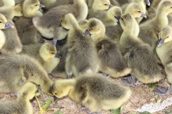 Гуси крупные серые