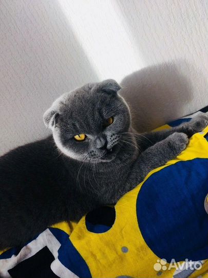 Кошка вислоухая