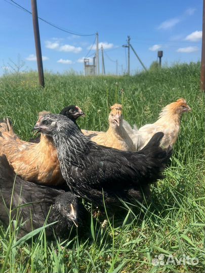 Куры доминант