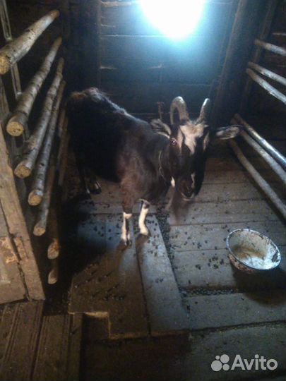 Продам : бык, тёлка и козы