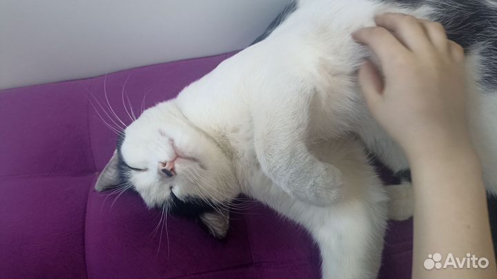 Найден кот