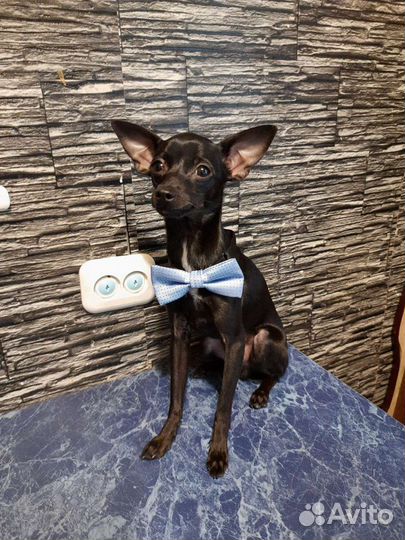 Вязка mini той-терьер