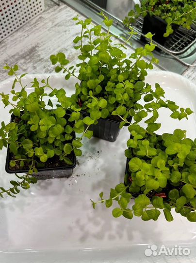 Лизимахия (вербейник монетчатый)