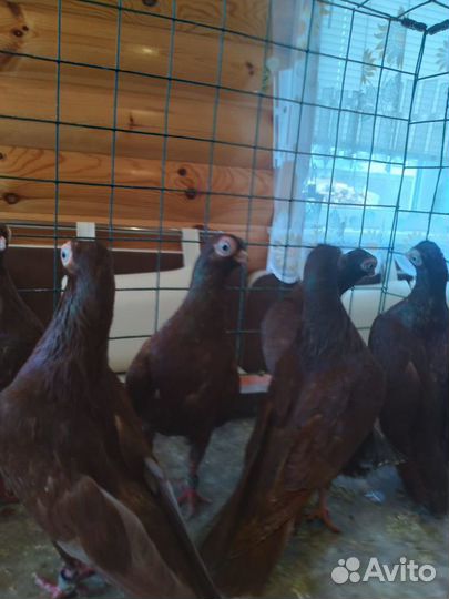 Голуби будапештские турманы