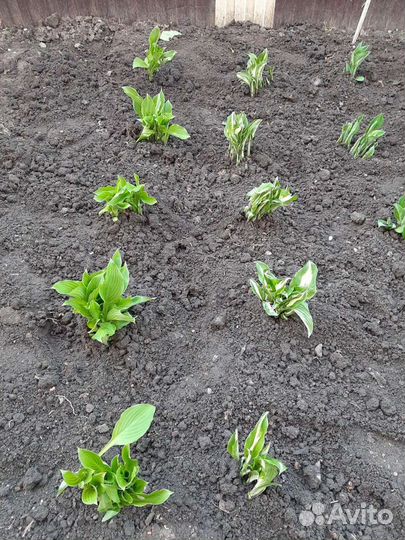 Хоста растение