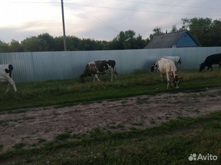 Коровы дойные молочные