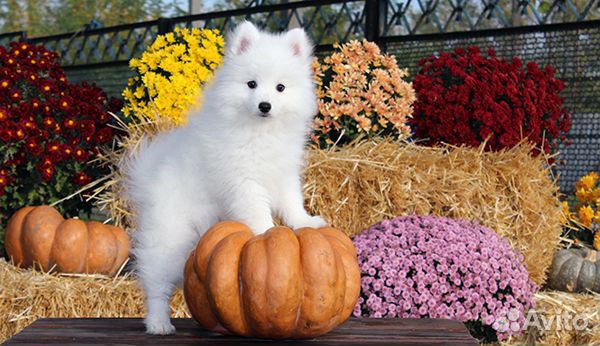 Лучший компаньон - Японец